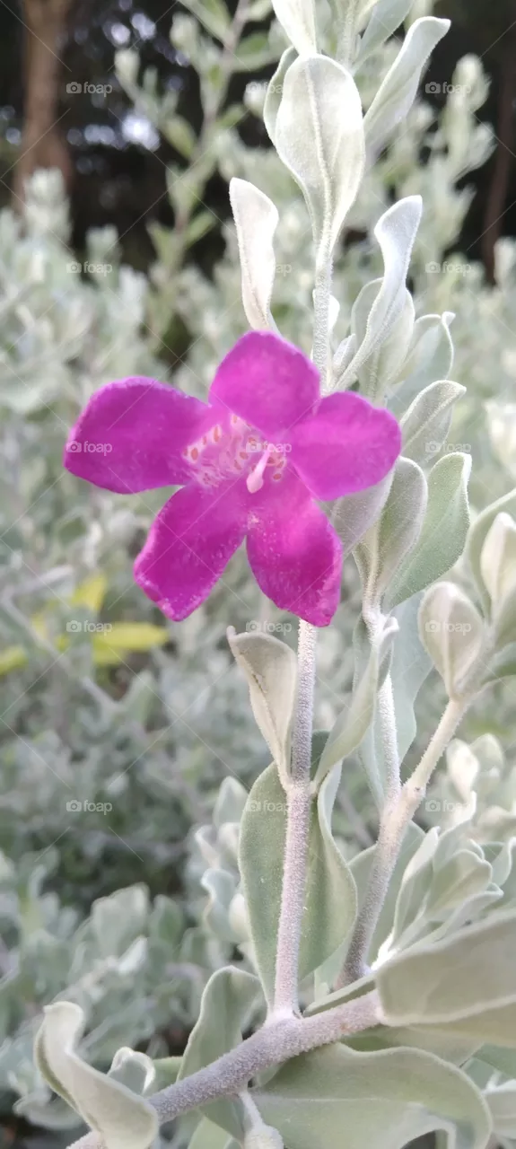Flower