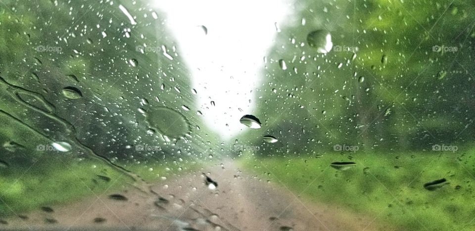 rainy windshields and greenery