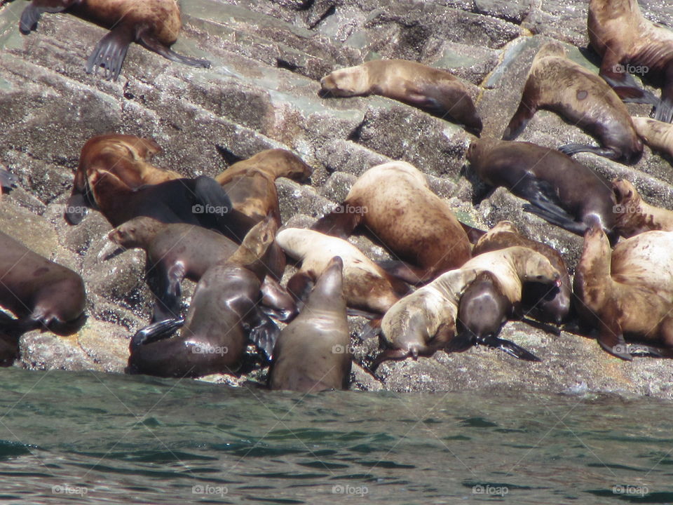 sea lions are interesting creatures