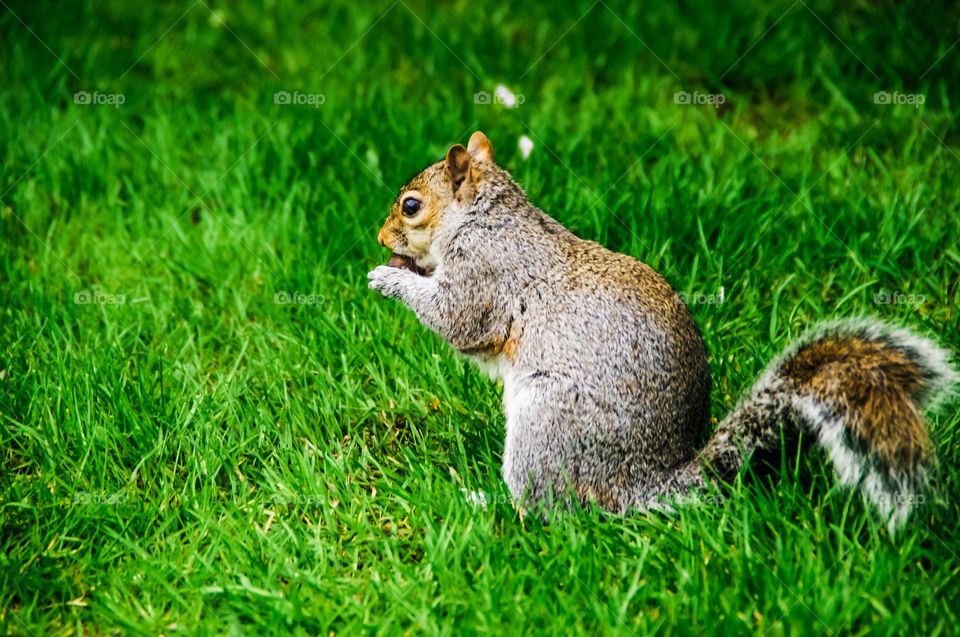 Eating squirrel in the park