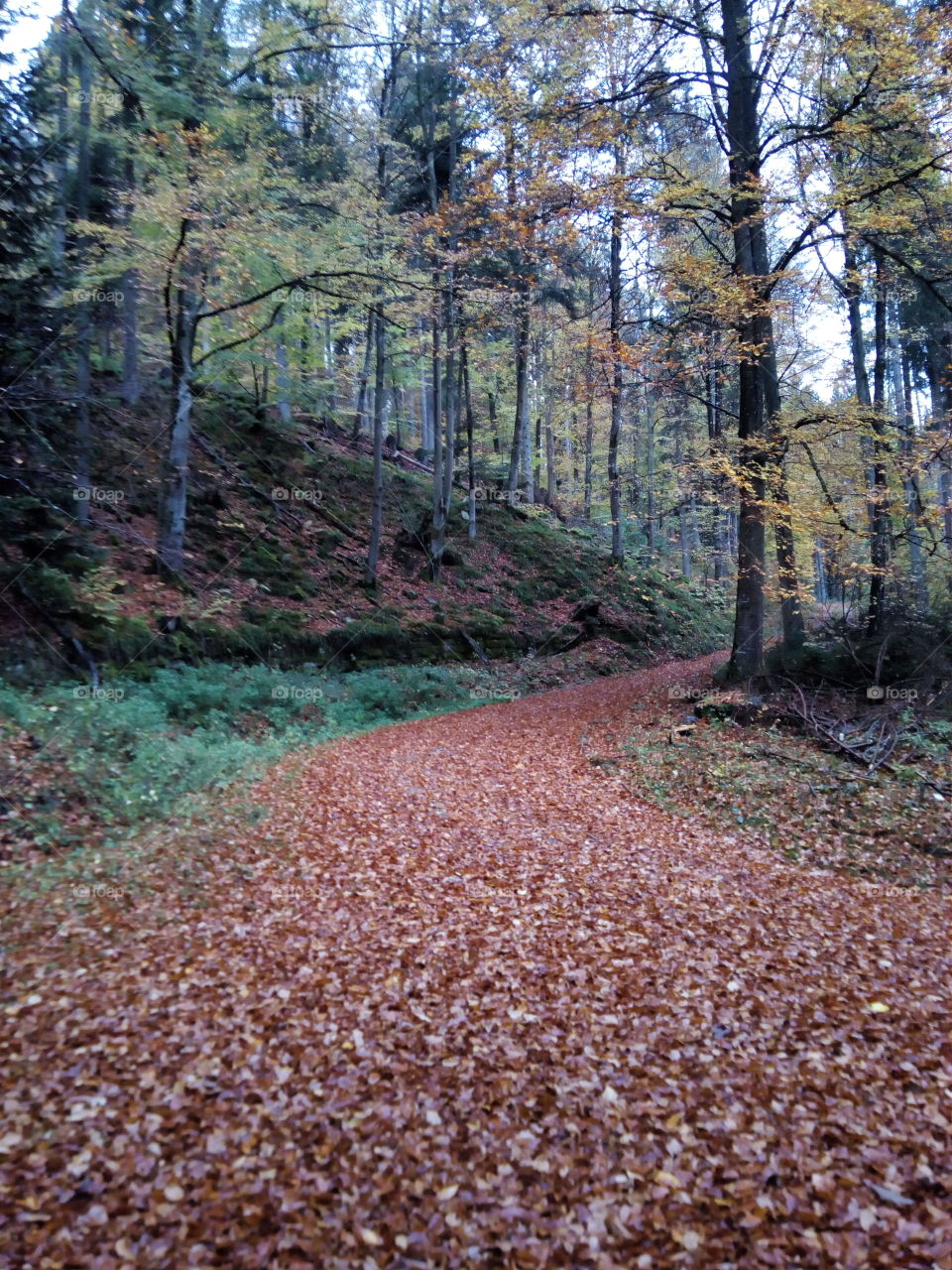Herbst in Schwarzwald