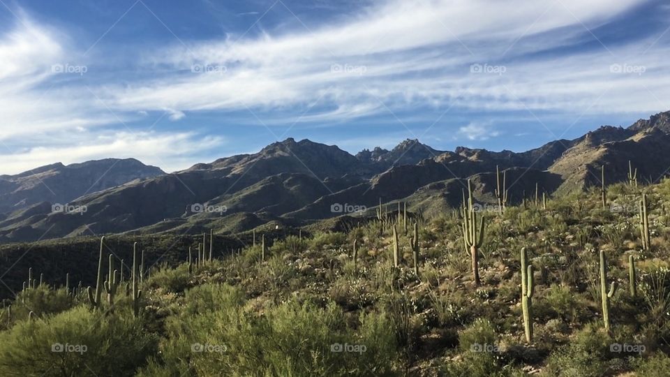 Desert Landscape 