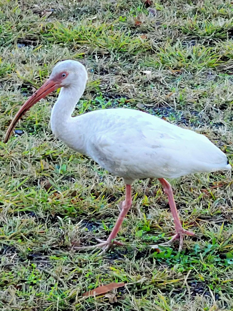 White Ibis