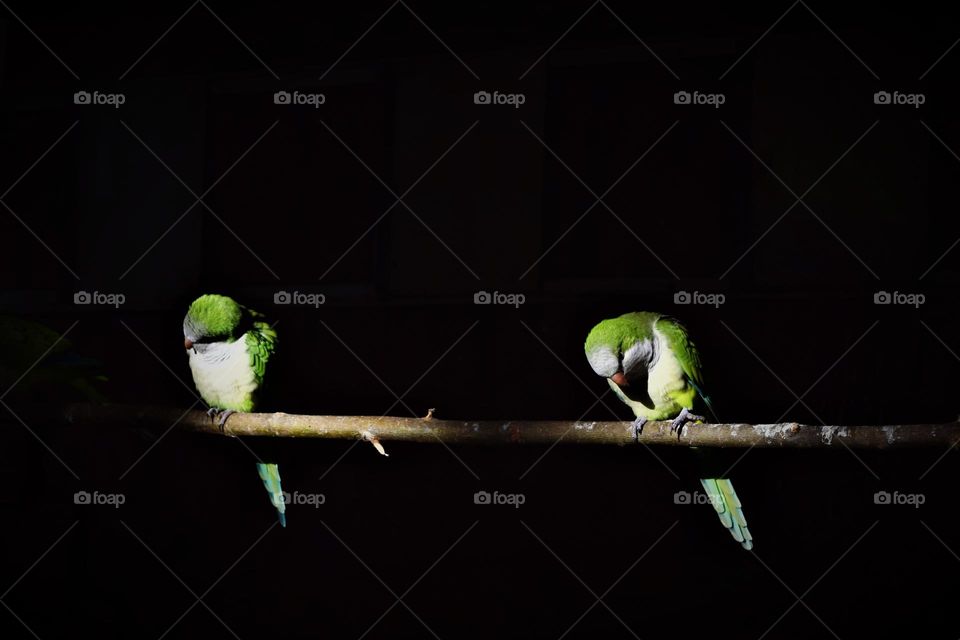 2 small green parrots on a branch low key portrait