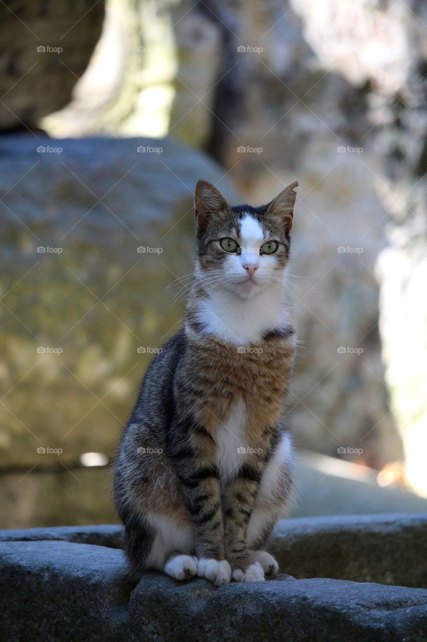 cute cat stand on a rock