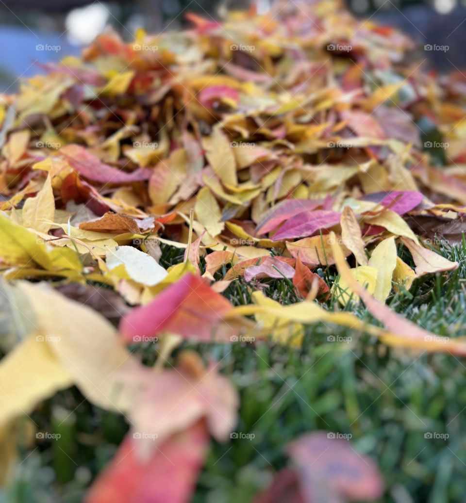 Blurred fall leaves 