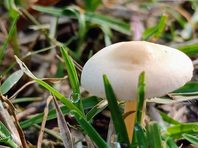 Mystical Mushrooms: A Fungi Adventure