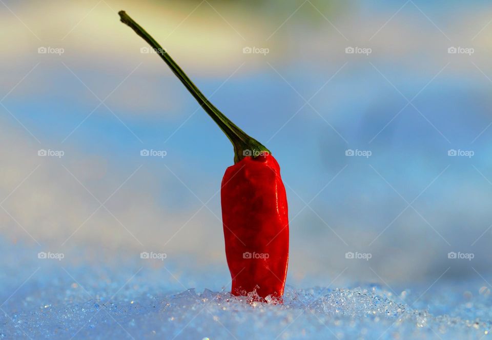 Chilischote im Schnee