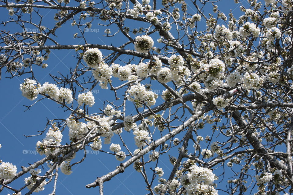 Almond tree
spring