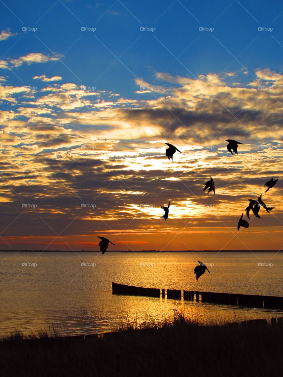 Silhouette of birds flying over the sea