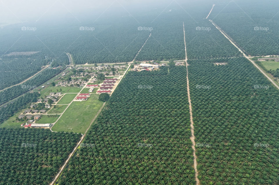 Oil palm plantation and living quarters for plantation workers 