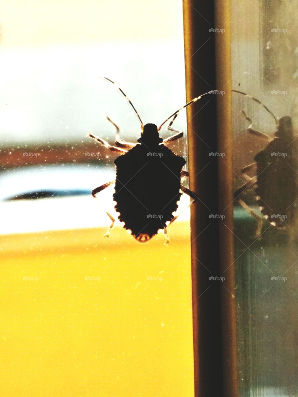 Bug climbing the Window