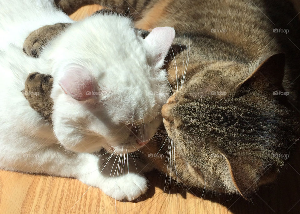 Kitty Love, Two cats hugging each other