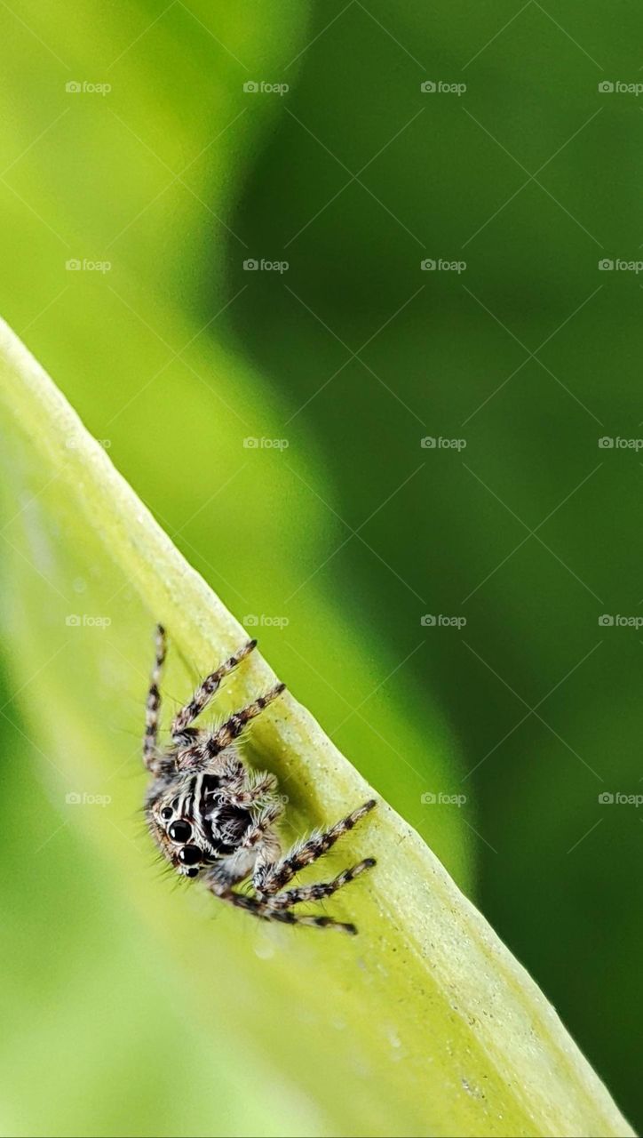 Tiny spider