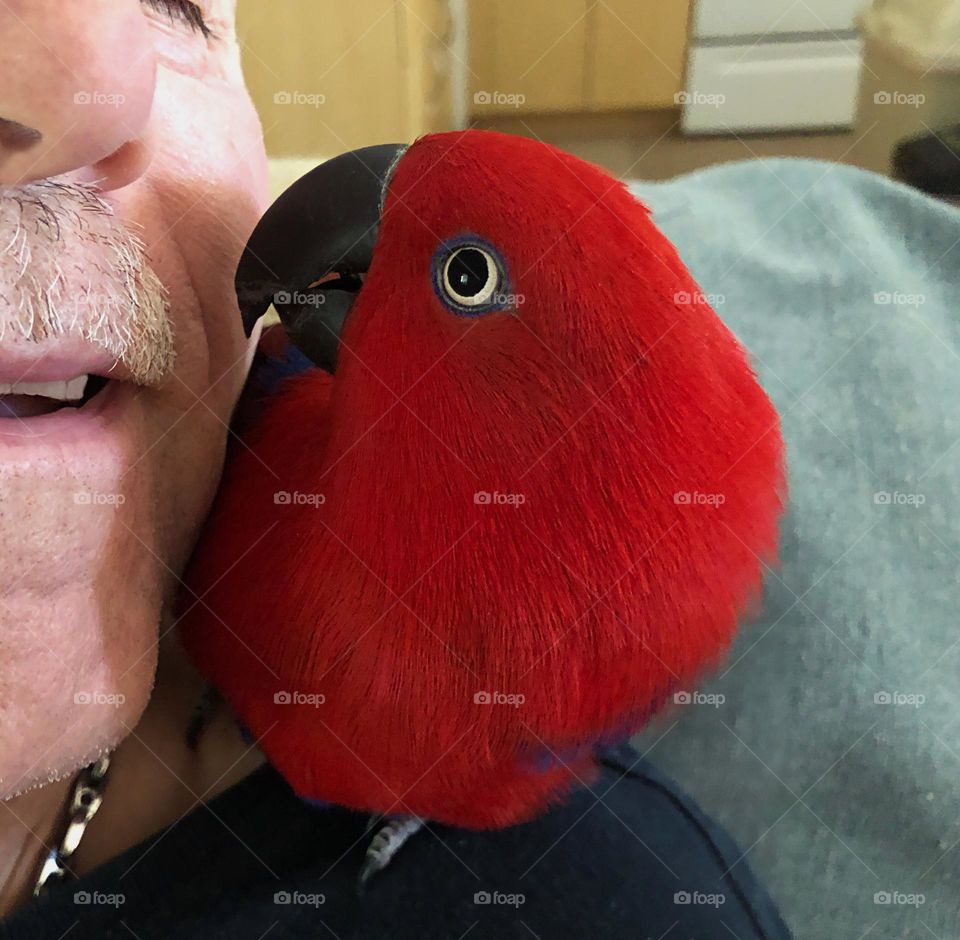 A sweet kiss between a man and his red bird.