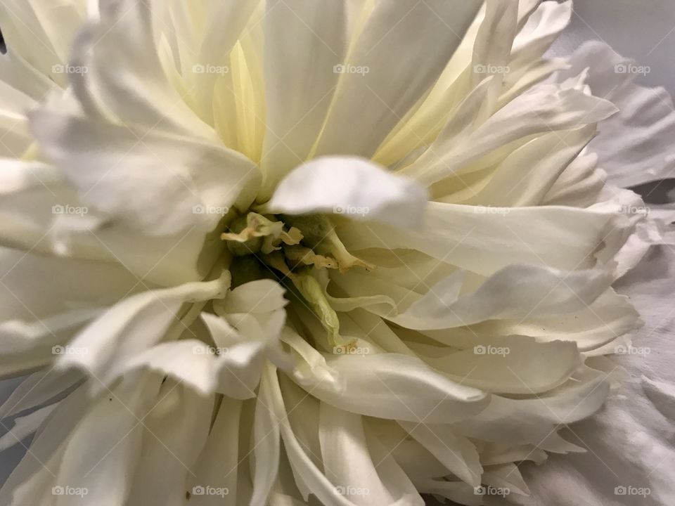 Inside of a chrysanthemum