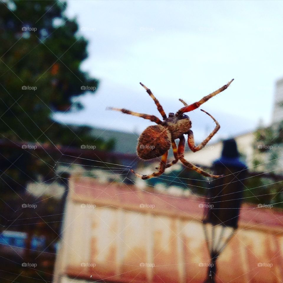 Brown Spider Friend