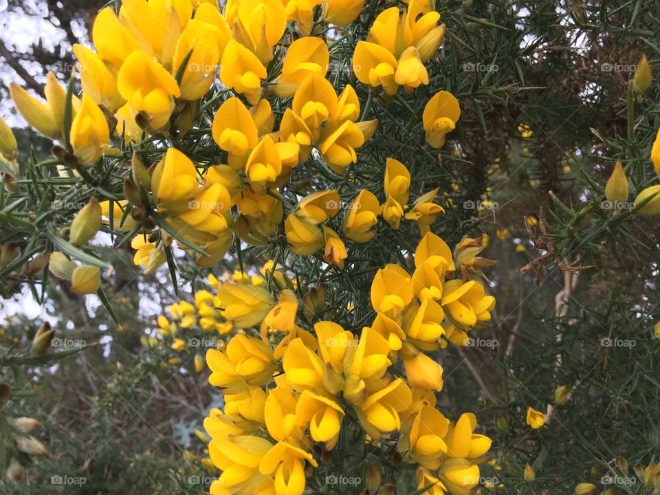 Beautiful yellow flowers