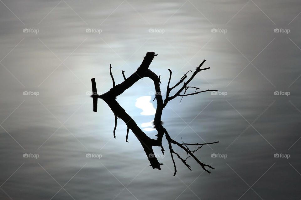 fallen tree branches in lake with