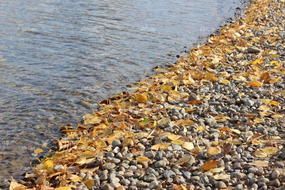 Yellow leaves on the shore