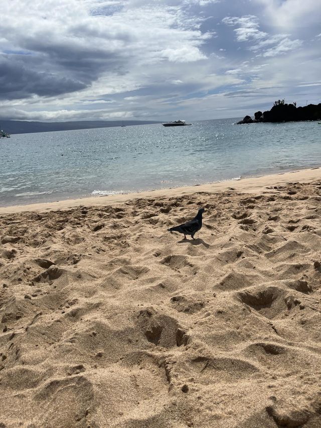 Beach in Hawaii 