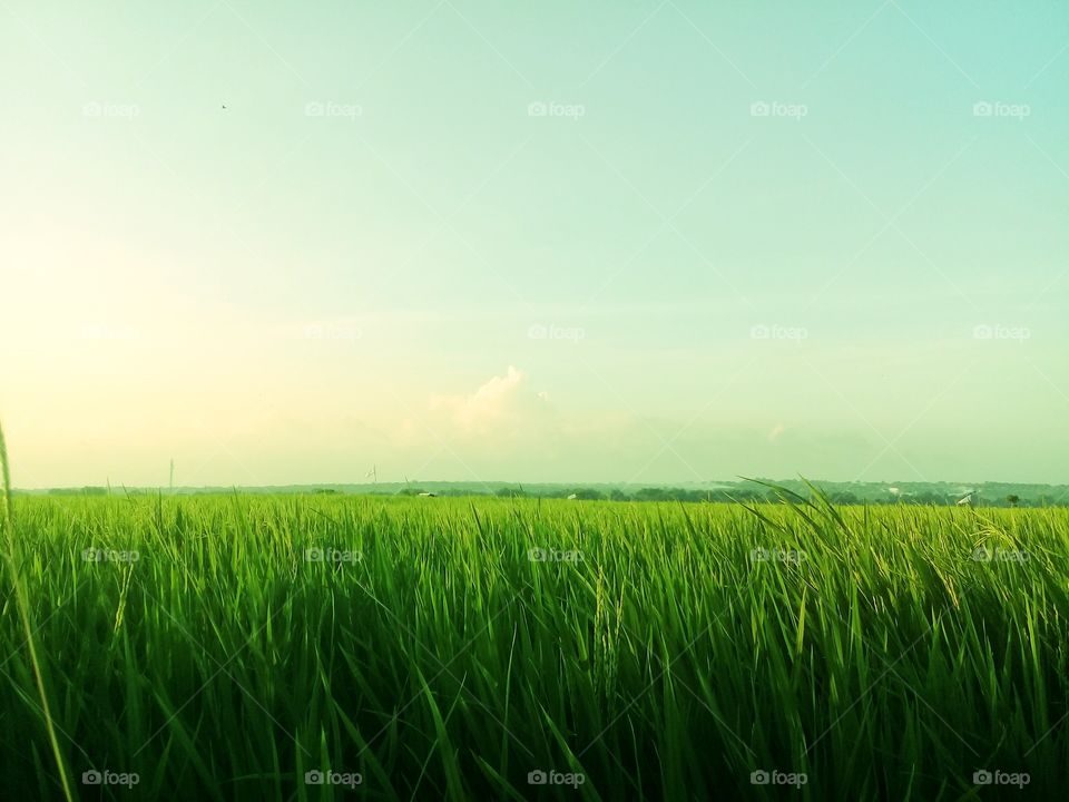 beautiful scenery in the rice fields