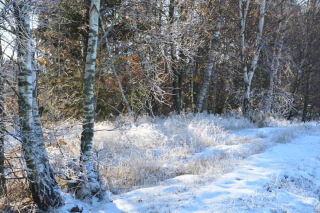 Winter in Skåne, Sweden