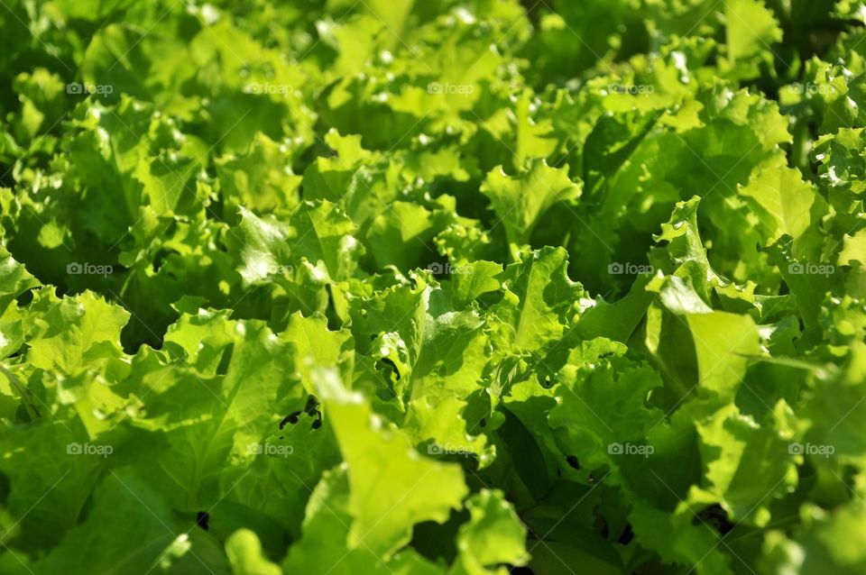 Leaf, Lettuce, Vegetable, Flora, Food