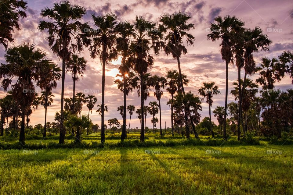 Sunset behind sugar palm and silhouette on rice field