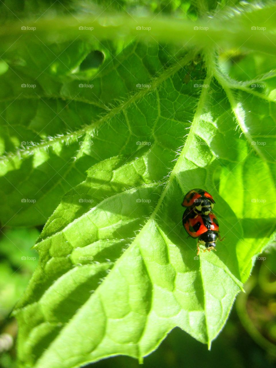 Lady bugs mating