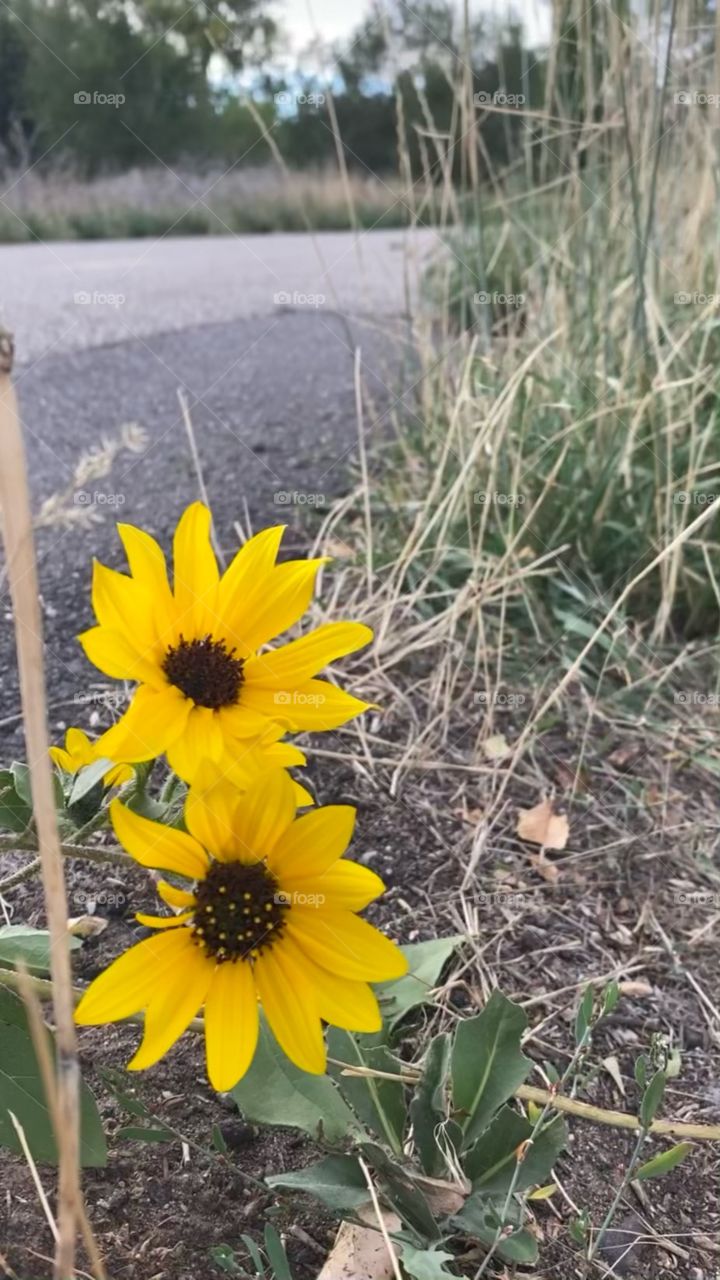 Flowers blooming along a path 