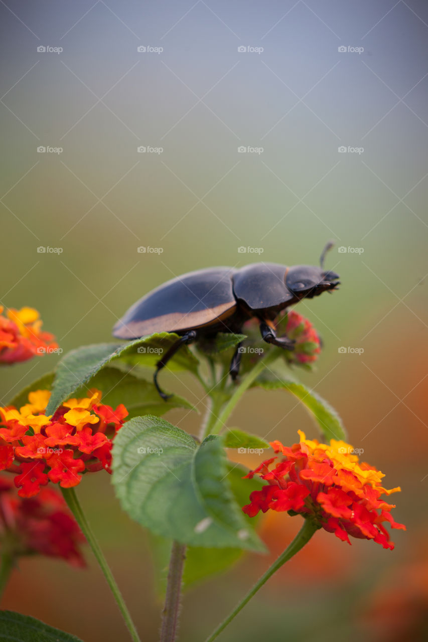 beatle of Vietnam