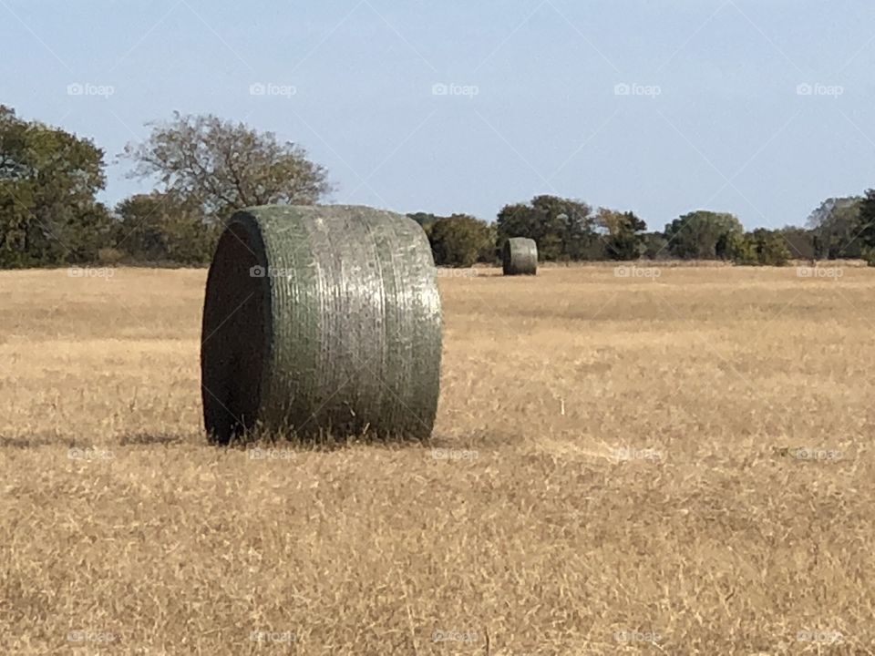 Hay bales in country field