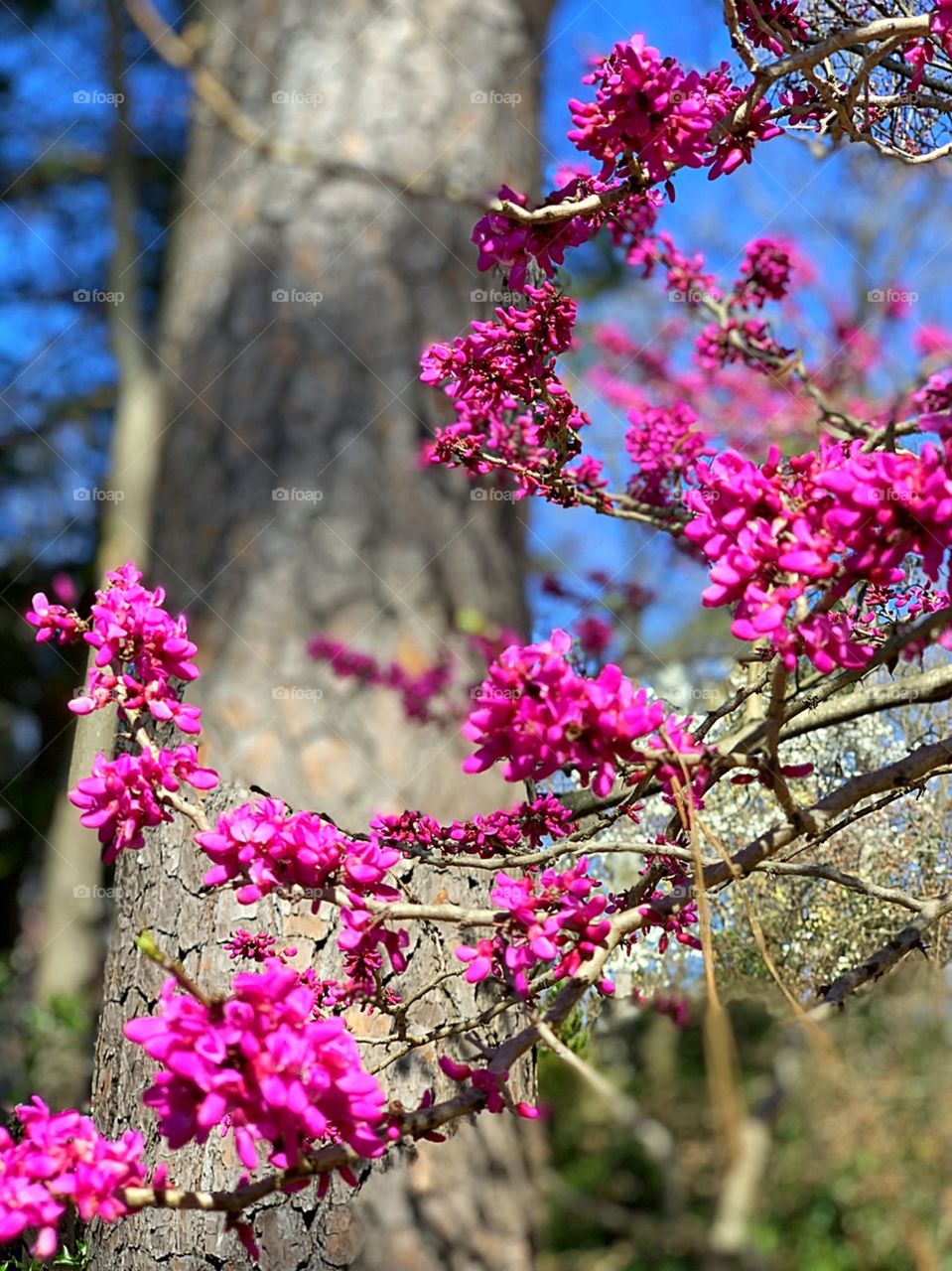 Springtime at Sarah P. Duke Gardens in Durham, North Carolina. 