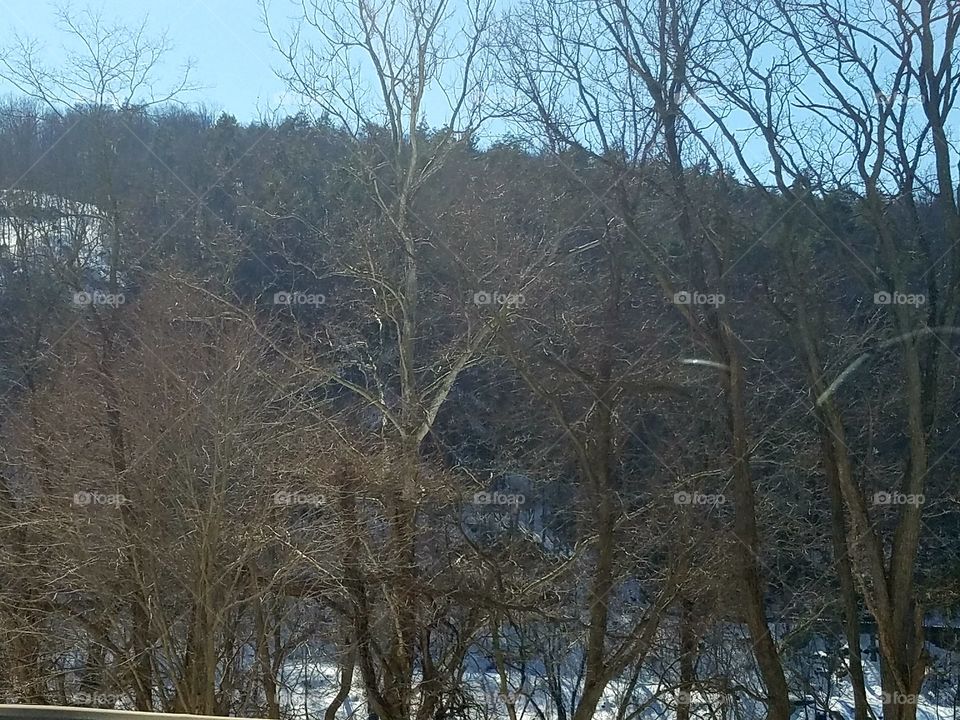 Winter, Tree, Snow, Landscape, Wood