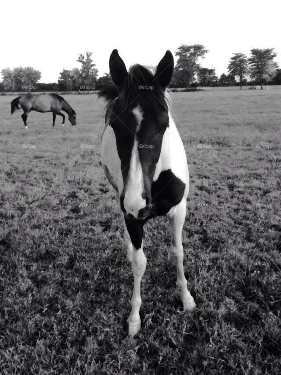 Horse In Pasture Black & White 