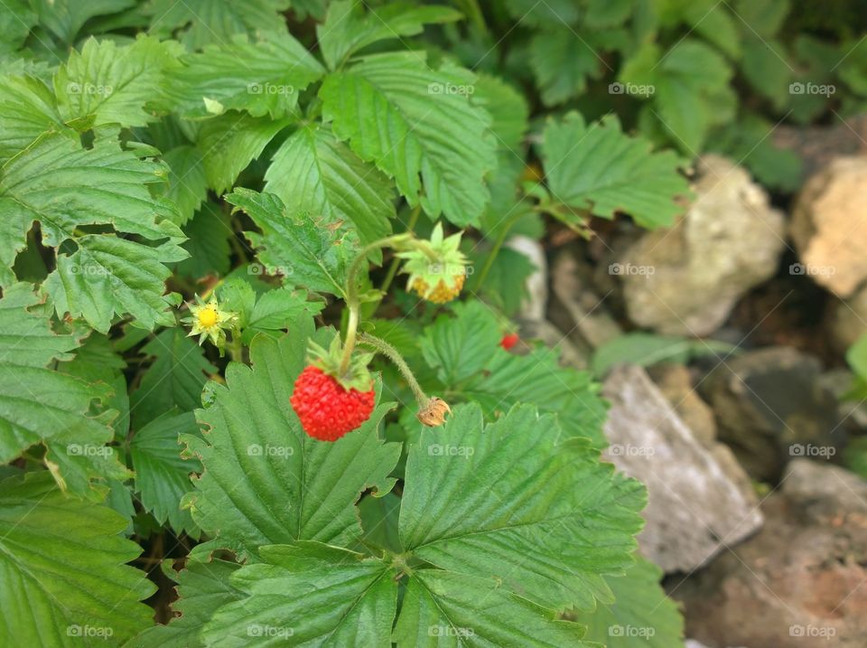 one red wild strawberry in a garden