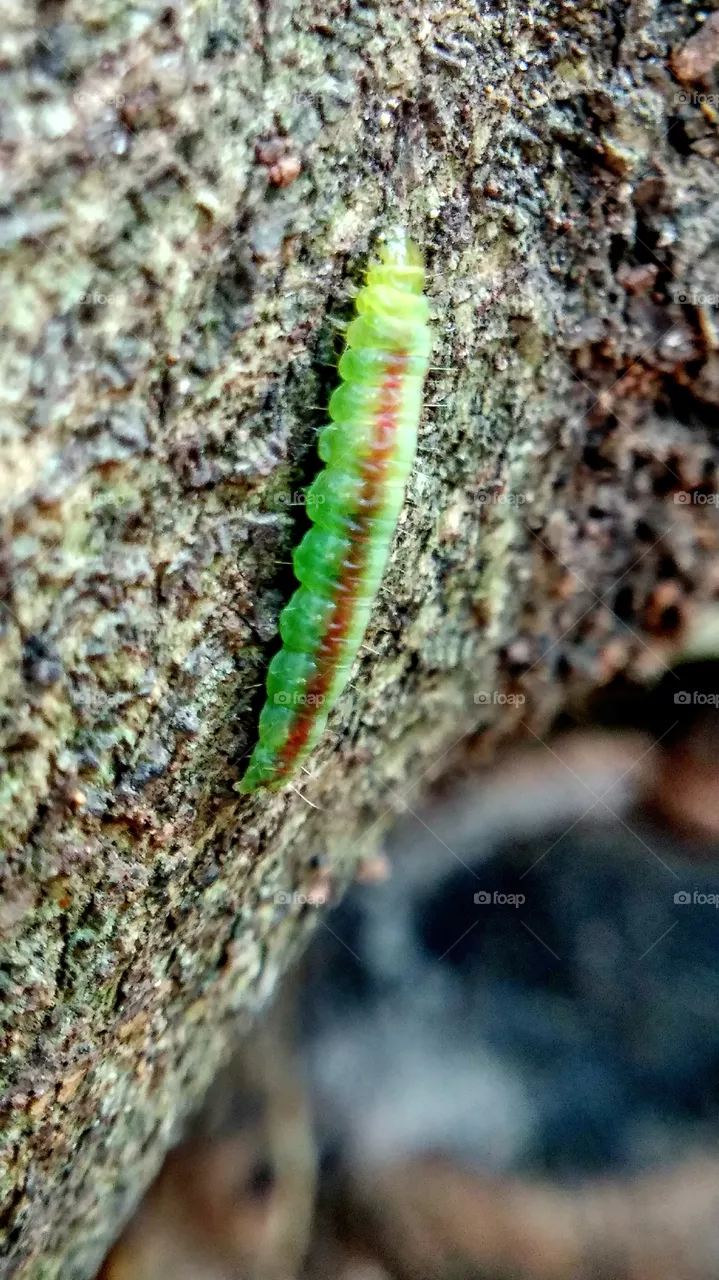 caterpillar