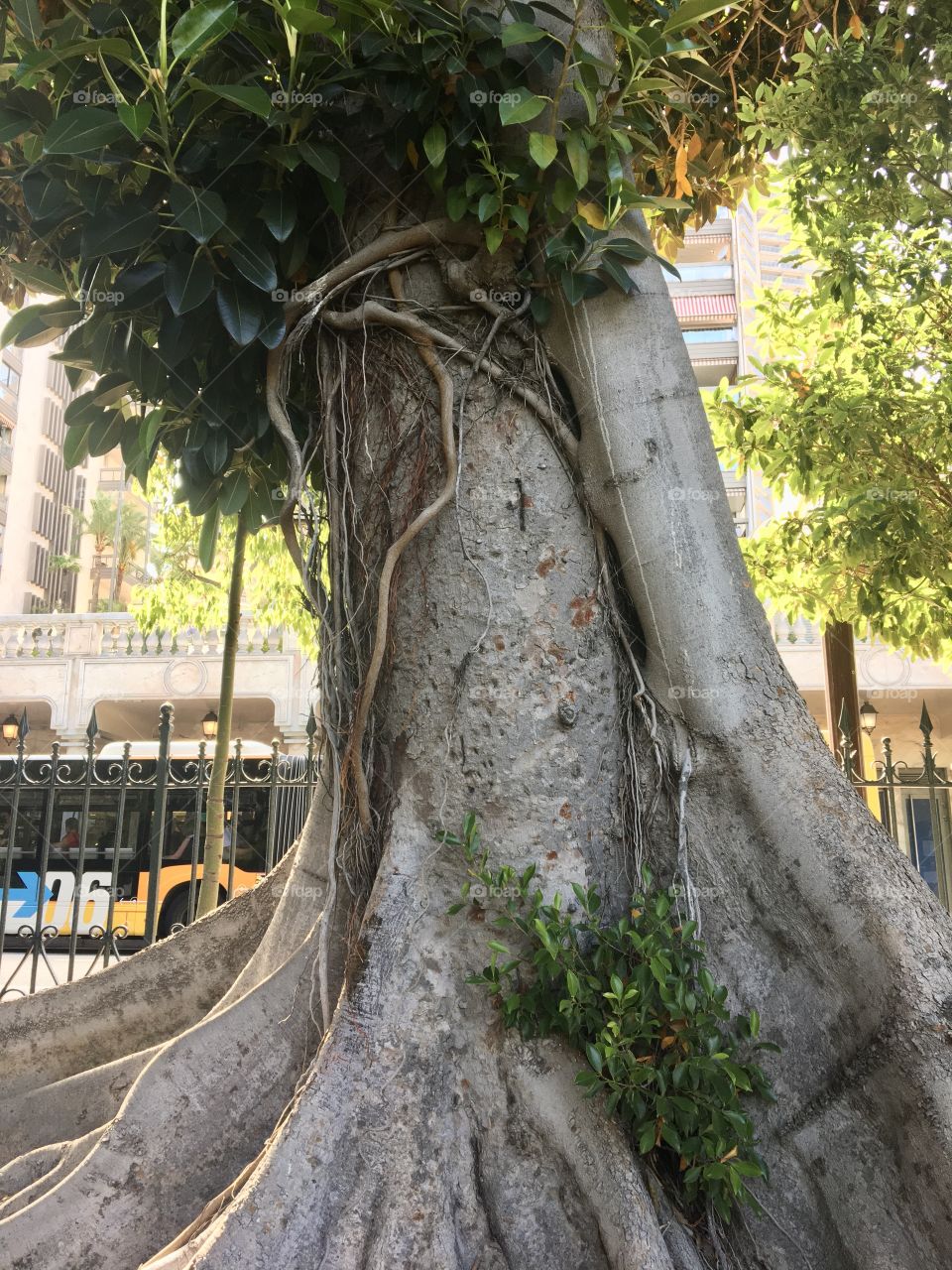 Great old tree in city