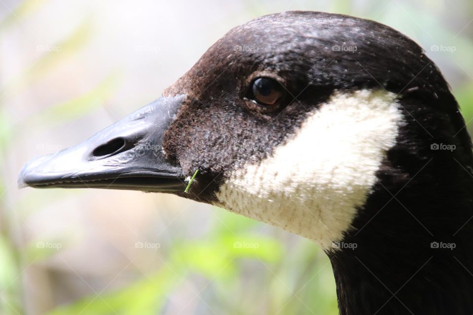 Canadian Goose