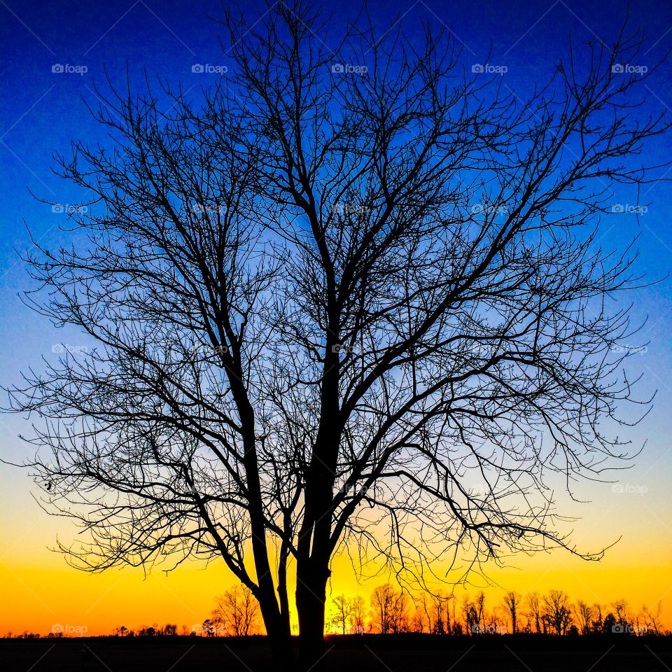 Silhouette of dry tree at sunset