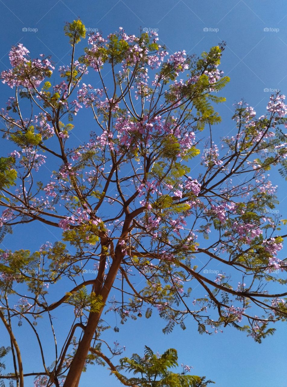 flowers in the tree