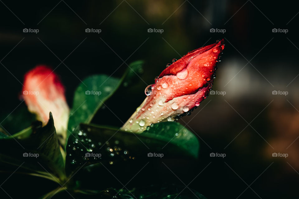 Artistic photos of flowers after the rain