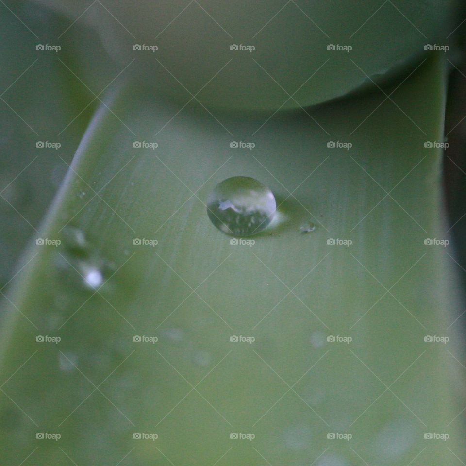 succulent and dew drop