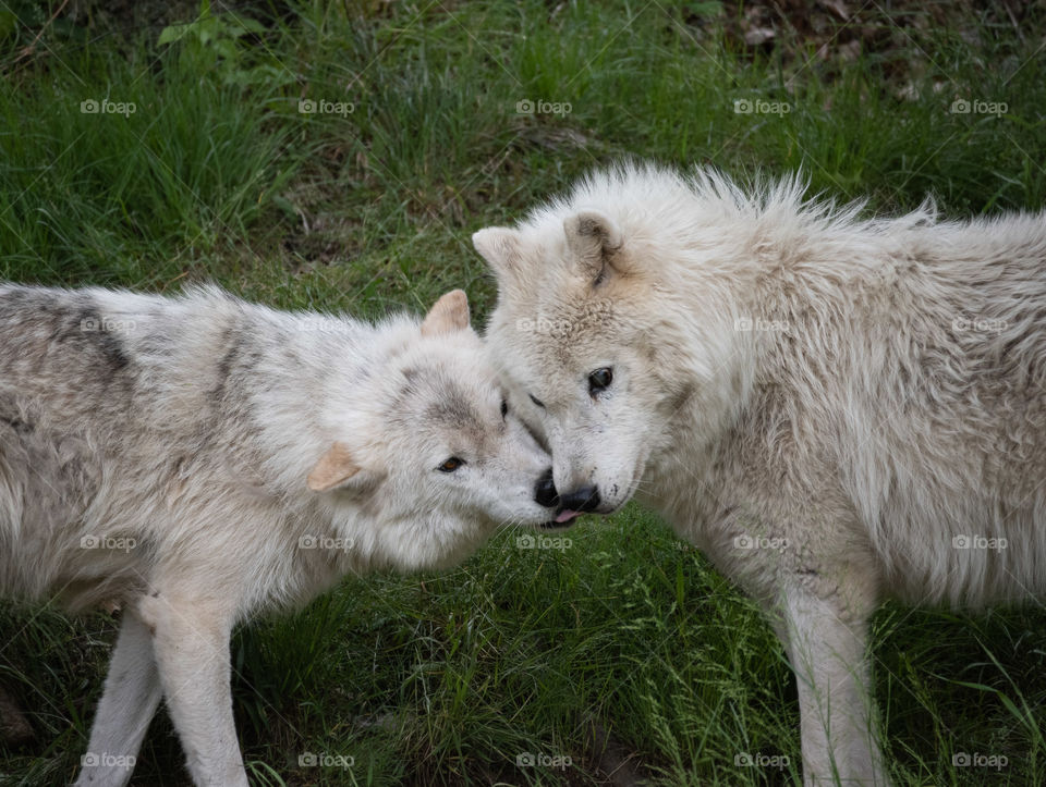 The universal language of love and caring