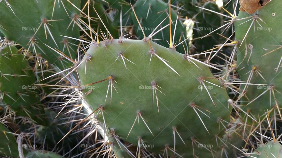 cactus fork