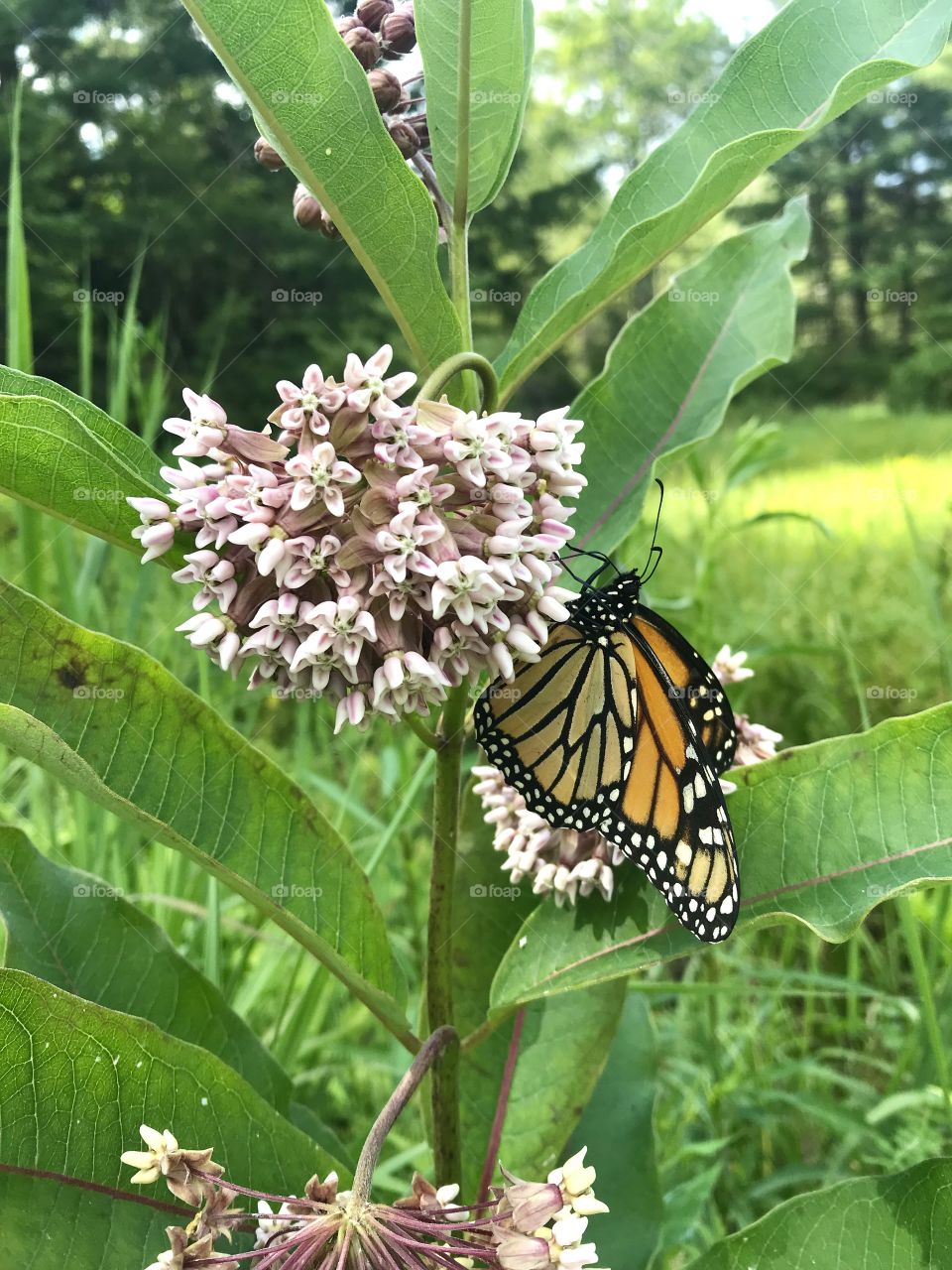 A butterfly on a flower on a beautiful summer day