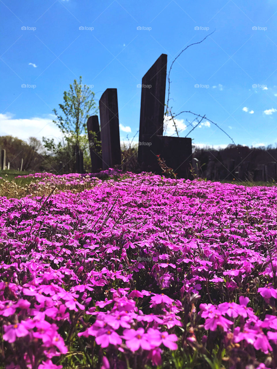 Flowers growing wild at the cemetery... 