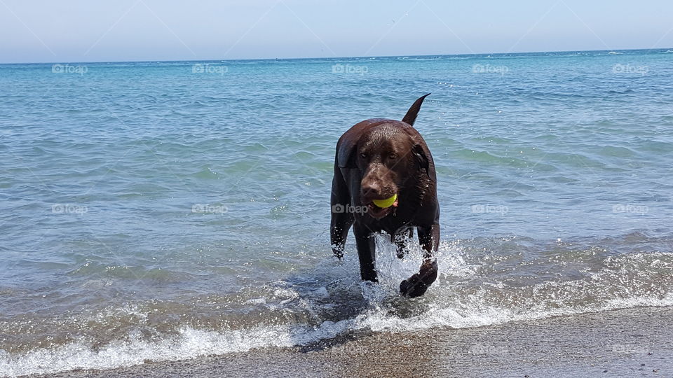 chocolate lab splashing about in the lake while retrieving his ball