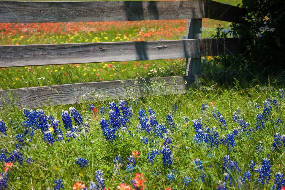 Texas Bluebonnets